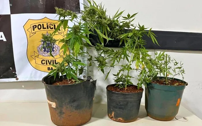 Homem é preso após policiais encontrarem plantação de maconha em Riacho de Santana