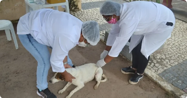 Bahia inicia campanha de vacinação antirrábica para cães e gatos