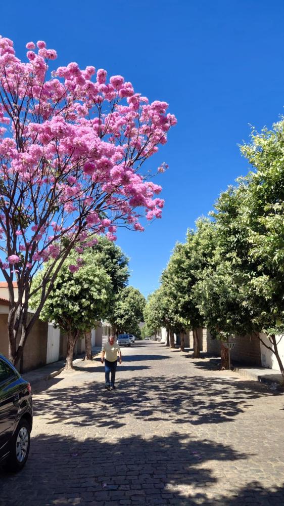Ex-vereador dar exemplo de cidadania plantando árvores em  sua rua e espalhando mudas pelo bairro