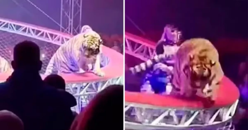 Tigre escapa de atração no circo e causa pânico ao saltar para a plateia.